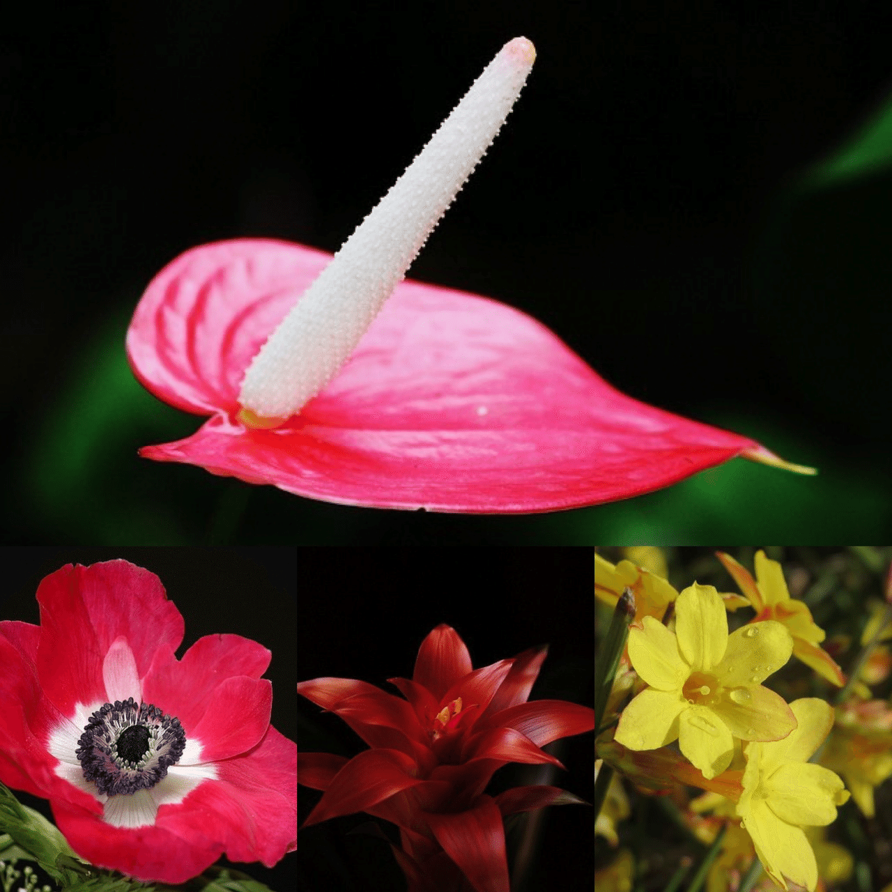 1月22日お誕生日の方おめでとうございます 今日の誕生花の花言葉は アルスリウム 煩悩 恋にもだえる心 アネモネ はかない恋 恋の苦しみ グズマニア 理想の夫婦 情熱 オウバイ 控えめな美 期待 Monstera18 Note