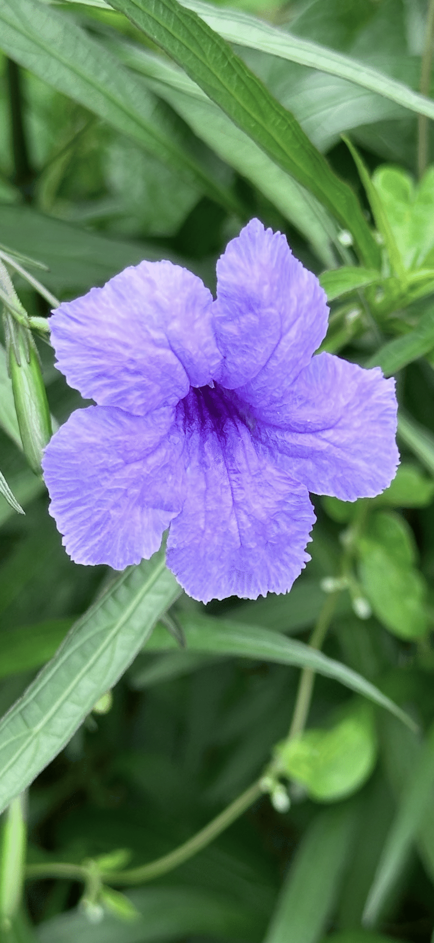 はなはなパルムヨギボー2 ヤナギバルイラソウ 咲いて半日で落ちる紫の花｜EGGSEED