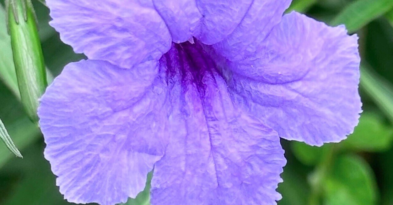 ヤナギバルイラソウ 咲いて半日で落ちる紫の花｜EGGSEED