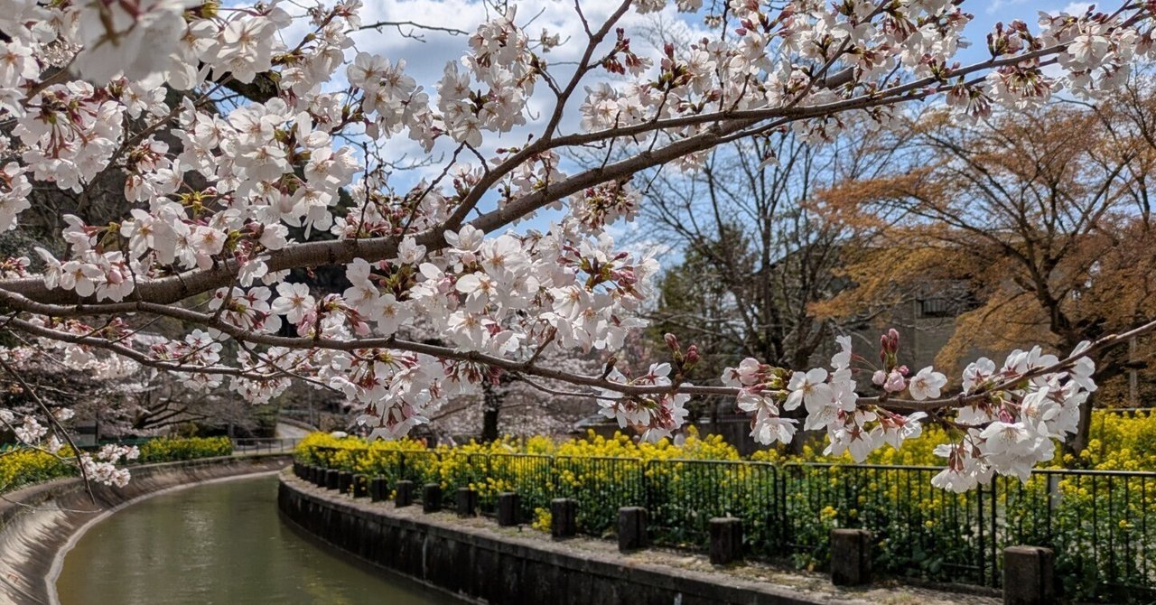 ISAKO | ◀︎他の投稿を見る👀 桜大好きうぉんなが今まで行った