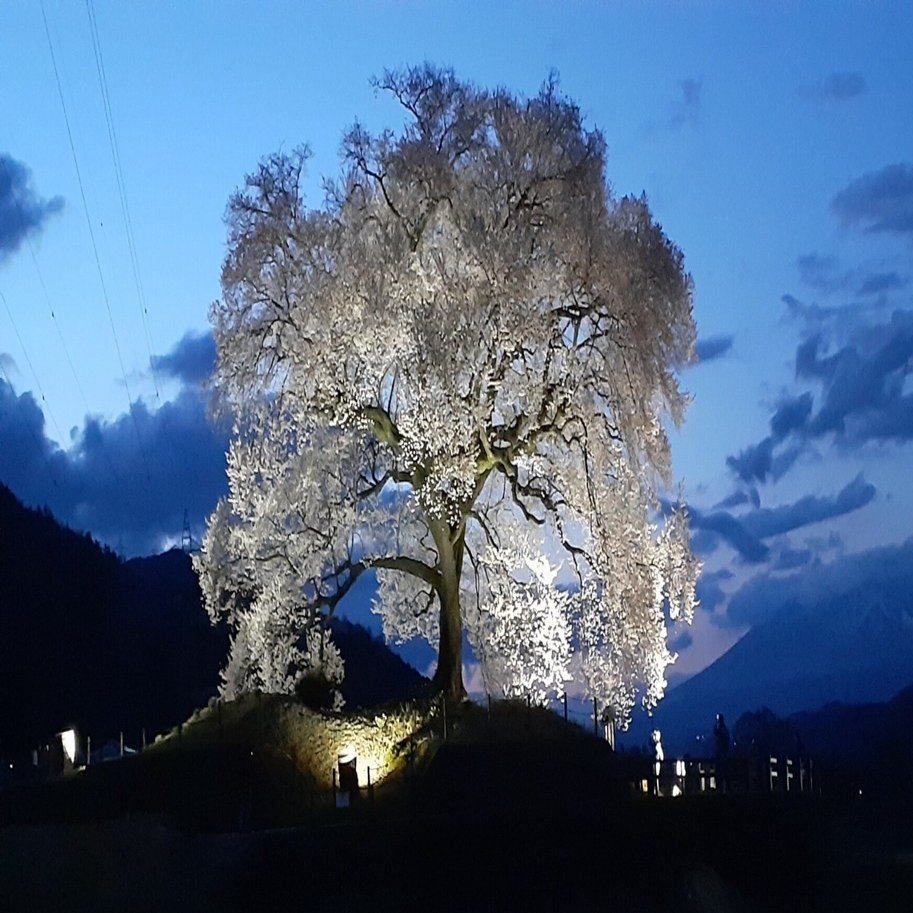 わに塚の桜】韮崎の一本桜、ライトアップを見に行く(2025.4.3)｜あずさ