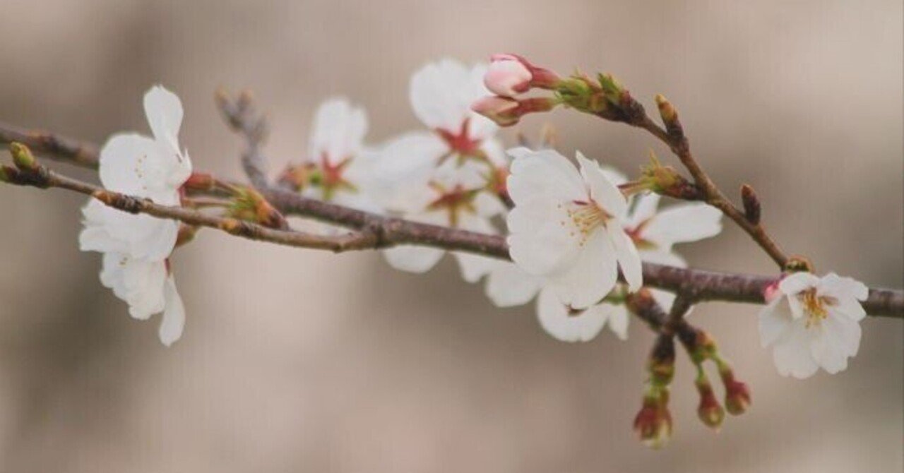 桜便り＞ソメイヨシノ｜清愁