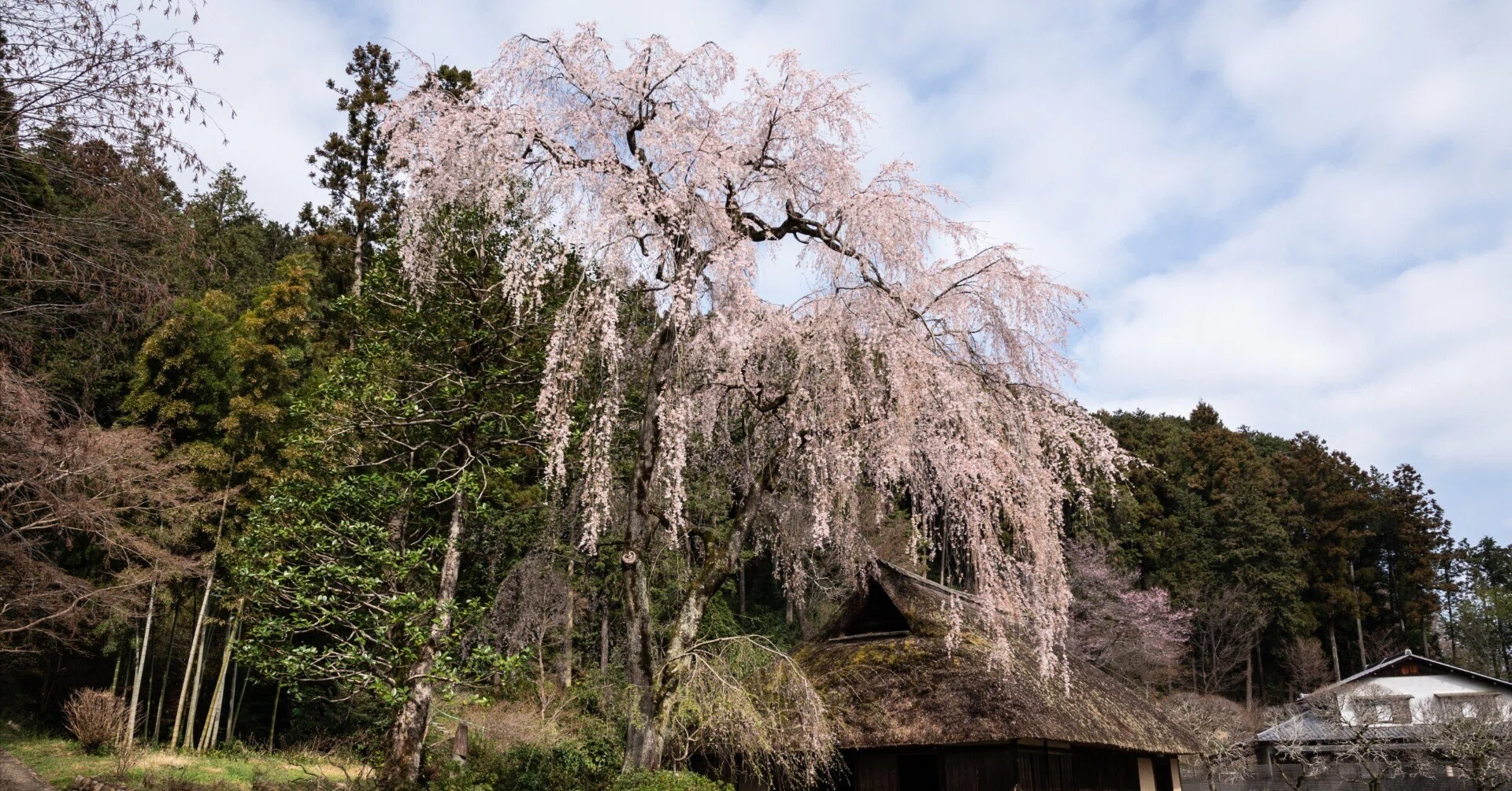 春歩き 高麗家住宅の枝垂れ桜を目指して｜けえる