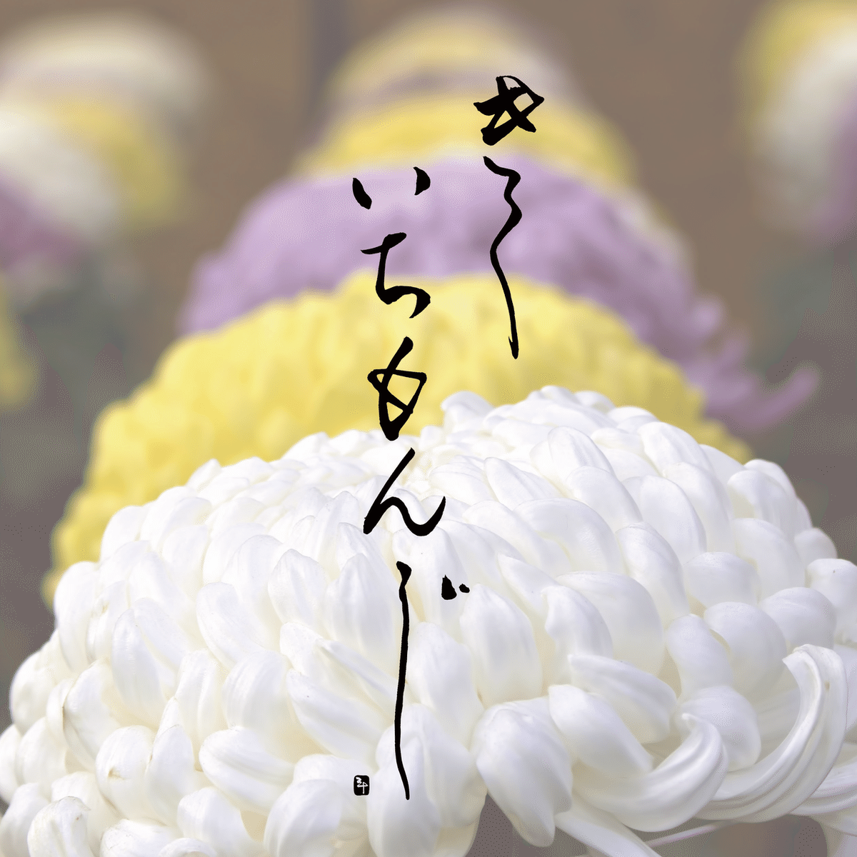 菊一文字～きくいちもんじ～｜三十（さとう）