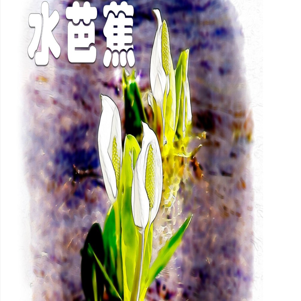 水芭蕉（山野草・水彩画風）｜taka
