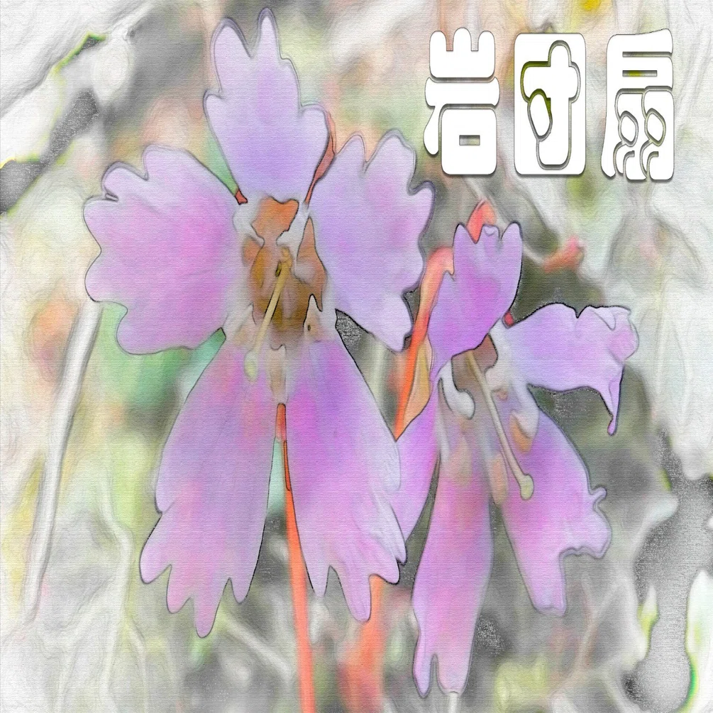 岩団扇（高山植物・水彩画風）｜taka