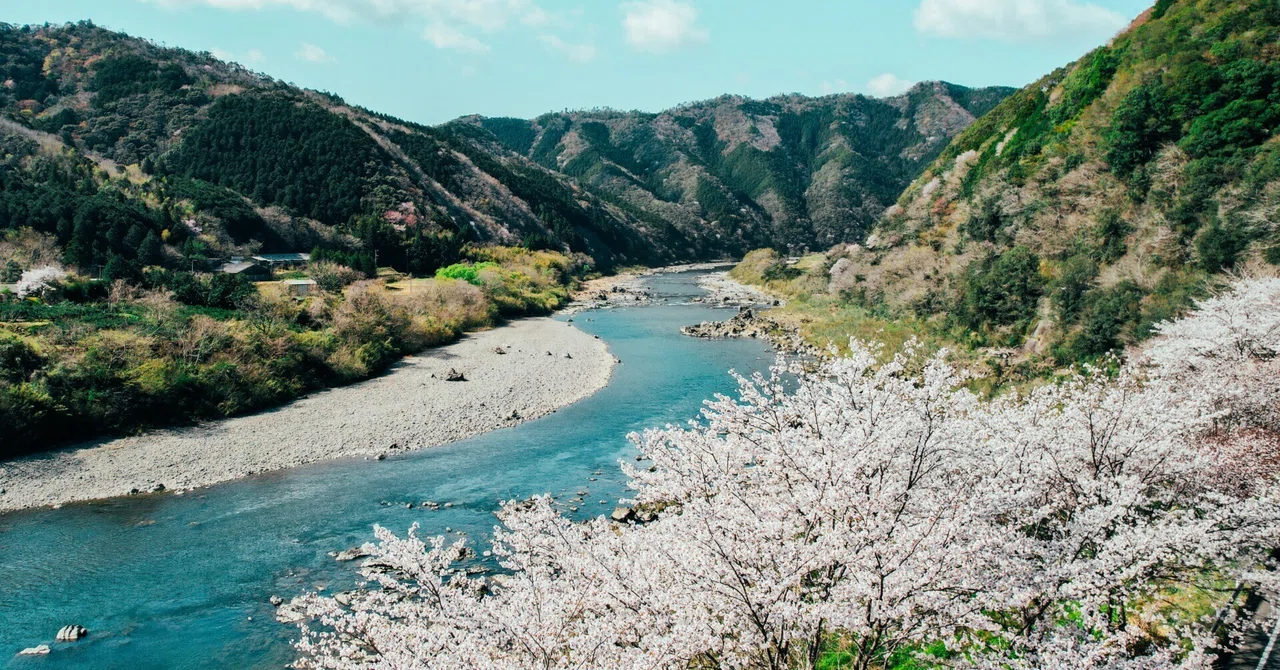 桜前線を追いかけたら、四万十町がさらに好きになった。「四万十川
