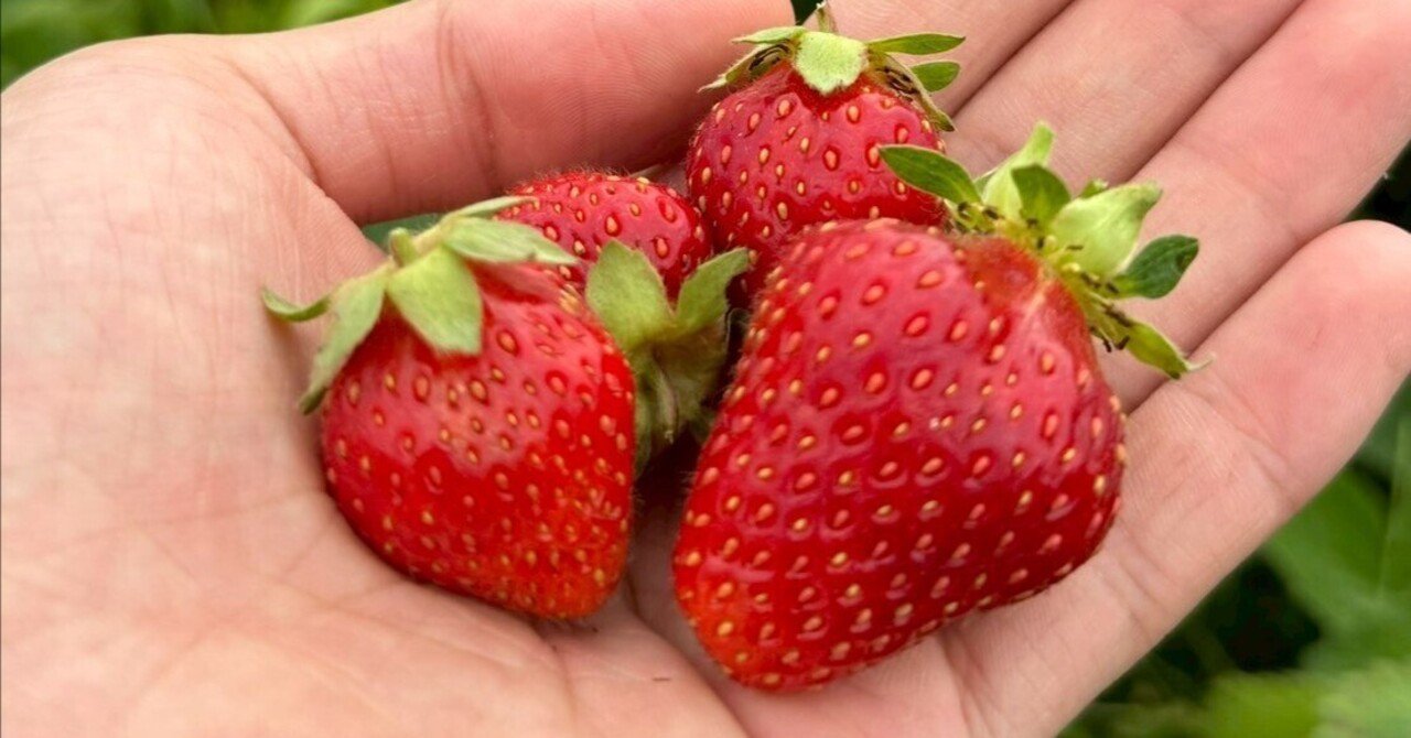 美瑛でしたい100のこと】あらいふぁーむの野菜・苺を食べたい