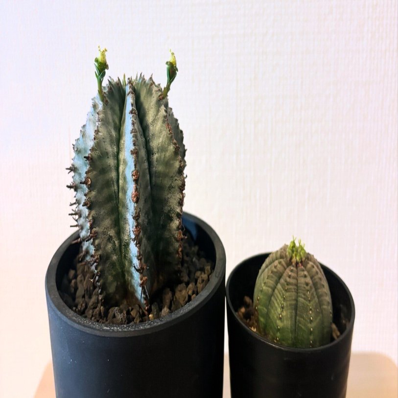 記録]オベサ46の成長記録（自家採取・オベサxホリダHyb）｜園芸バタフライ