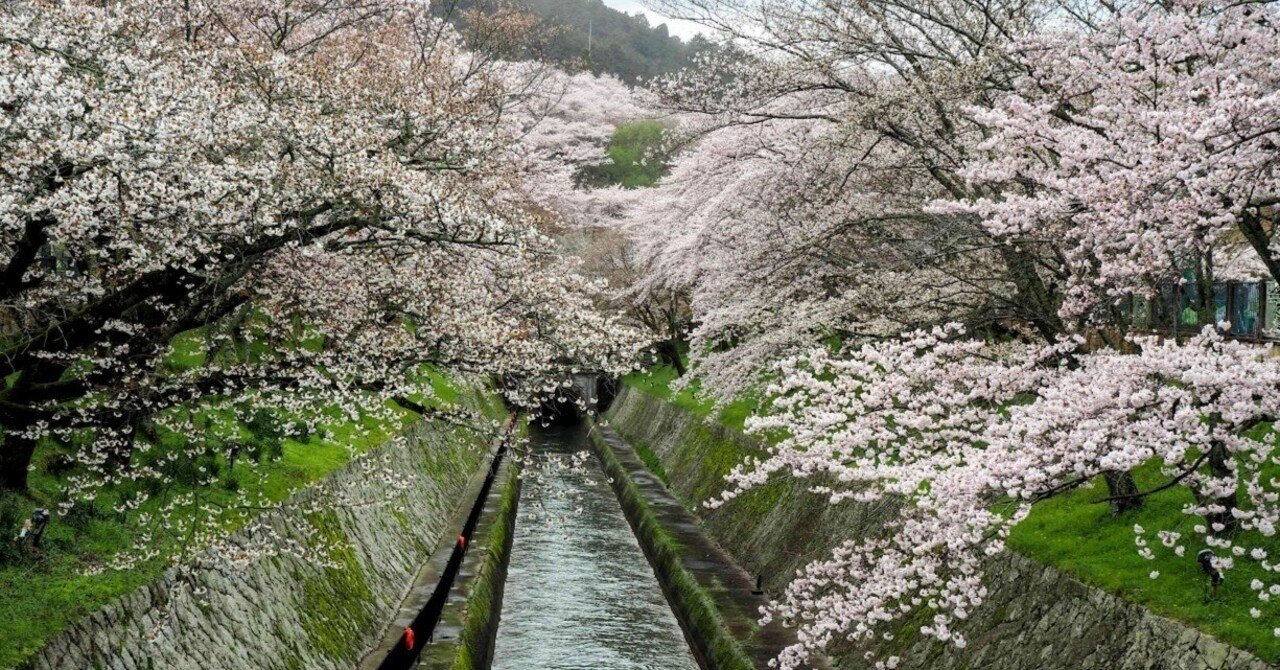 日桜さん専用確認 桜。さん専用 日桜さん専用確認 さくら♡ 2025年最新】ゼクス さくらの