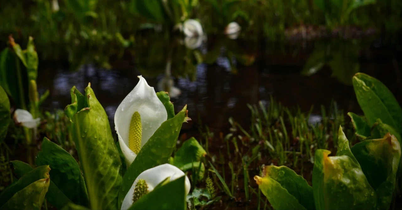 水芭蕉を観に、箱根湿生花園へ｜しゅく