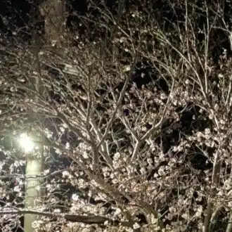 桜街スピカ