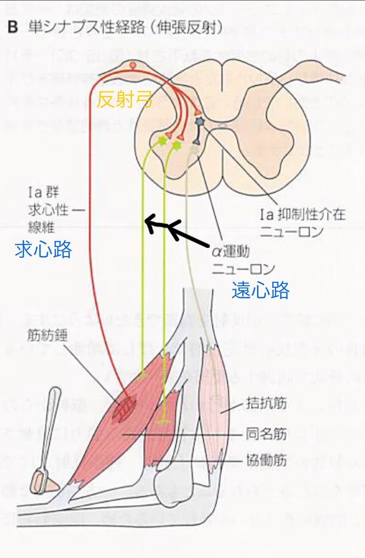 14. Ⅰa抑制/Ⅰb抑制/反回抑制|とも| 臨床設計note