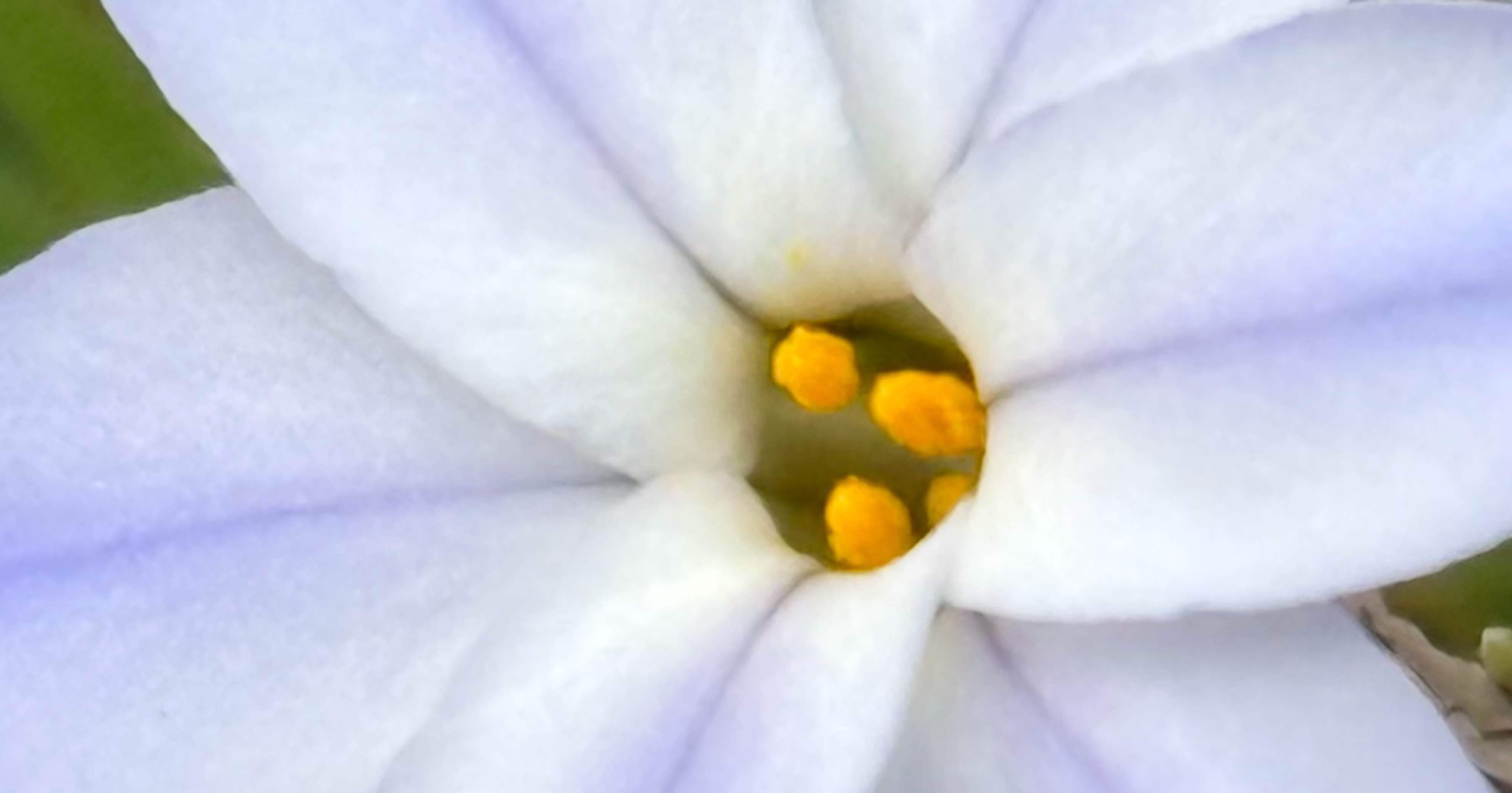 ハナニラ 植えずとも勝手に生える厄介な植物｜EGGSEED