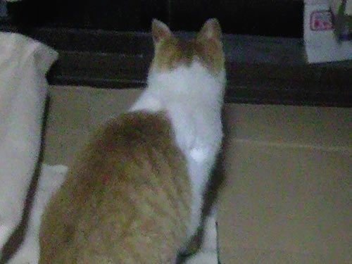 のチャタロー画像 かわいい後ろ姿 タヌ吉 今を楽しく生きる人 Note