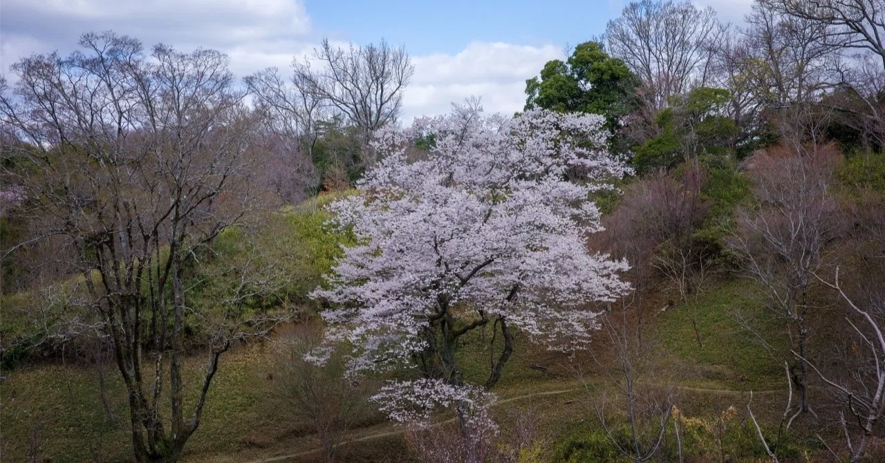 The Possibility That Digitizing Neighborhood Associations Is Not a ...