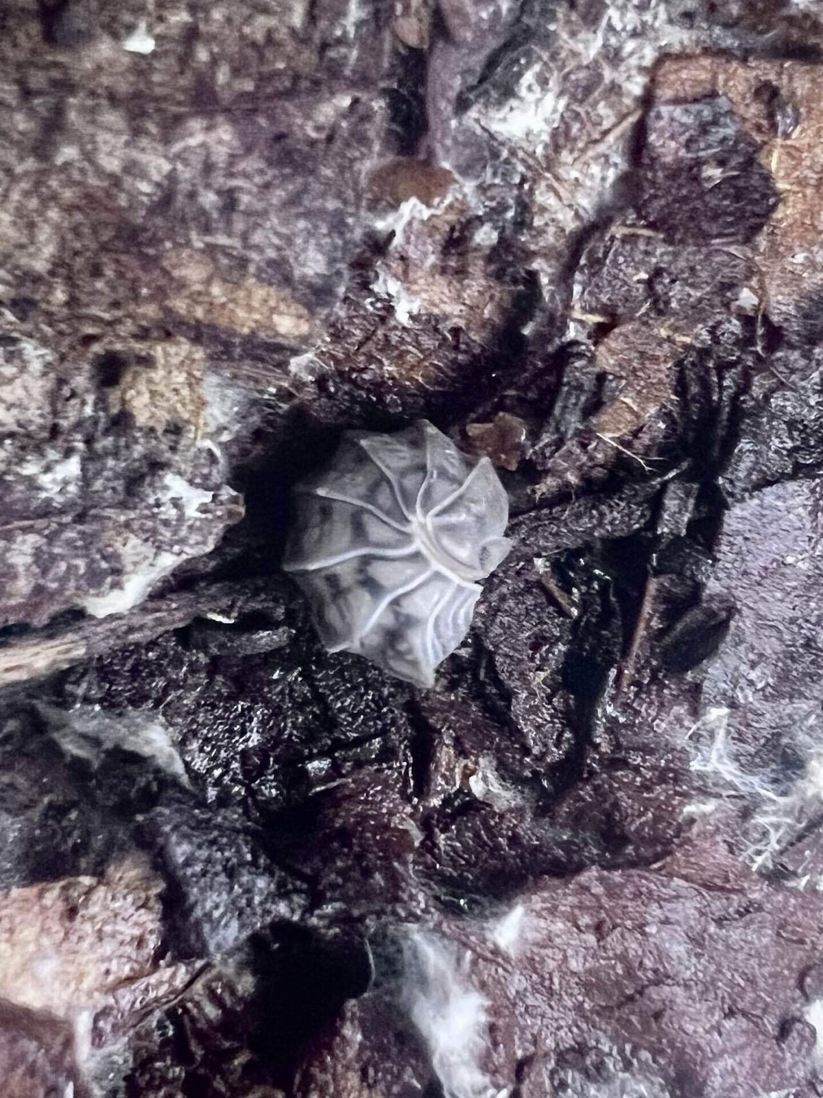 Spherillo sp.