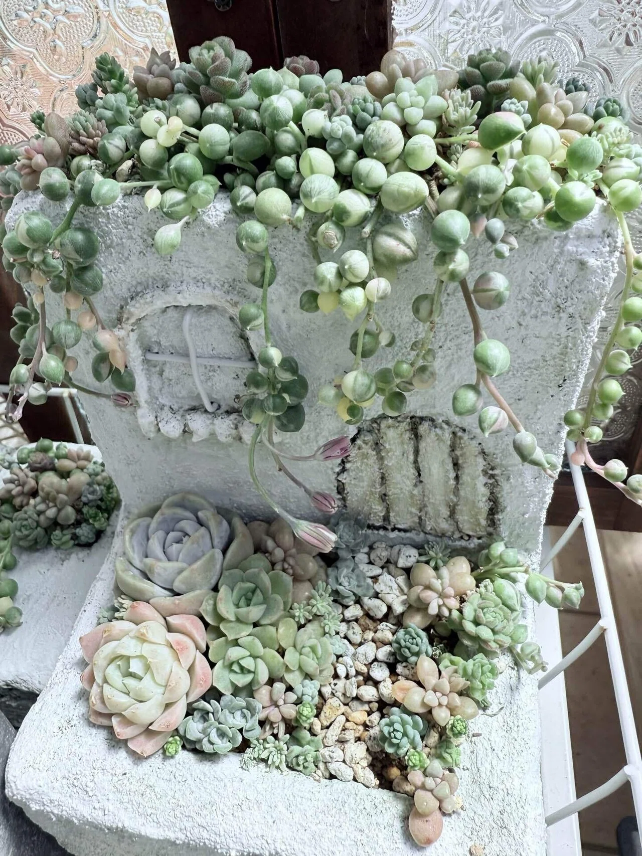 彩りnote4.5【自作モルタル鉢に多肉植物の寄せ植え】｜__bebe 𓇗 ⚚ 𓇚