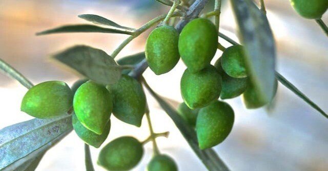 エニアグラム進化論 エニアグラム進化論 エニアグラム進化論 グルジェフを超えて