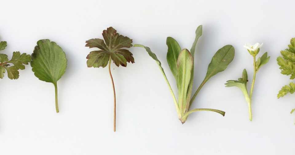 70以上 鼻 づまり ハーブ