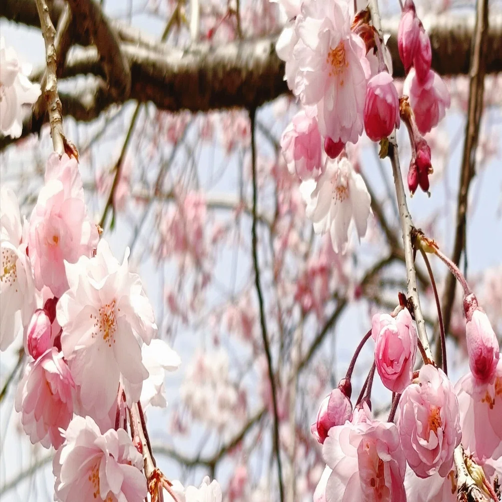 素通りできない……。（桜色Cola）｜あずさ