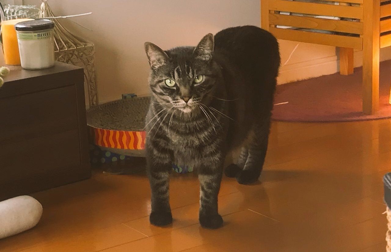 なぜか私にだけ懐かない猫がいて おっさんは悲しい 猫暮らし記 とら猫 翻訳びと兼編集長 Note なぜか私にだけ懐かない猫がいて おっさんは悲しい 猫暮らし記 とら猫 翻訳びと兼編集長 Note