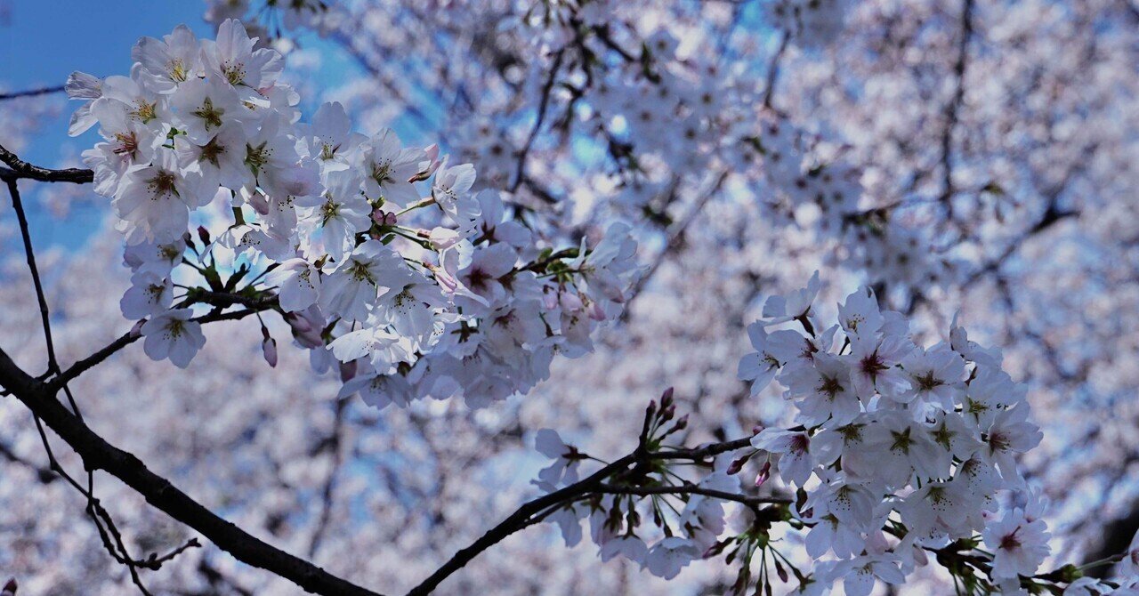 また桜の写真を撮りました🌸 #shorts - YouTube