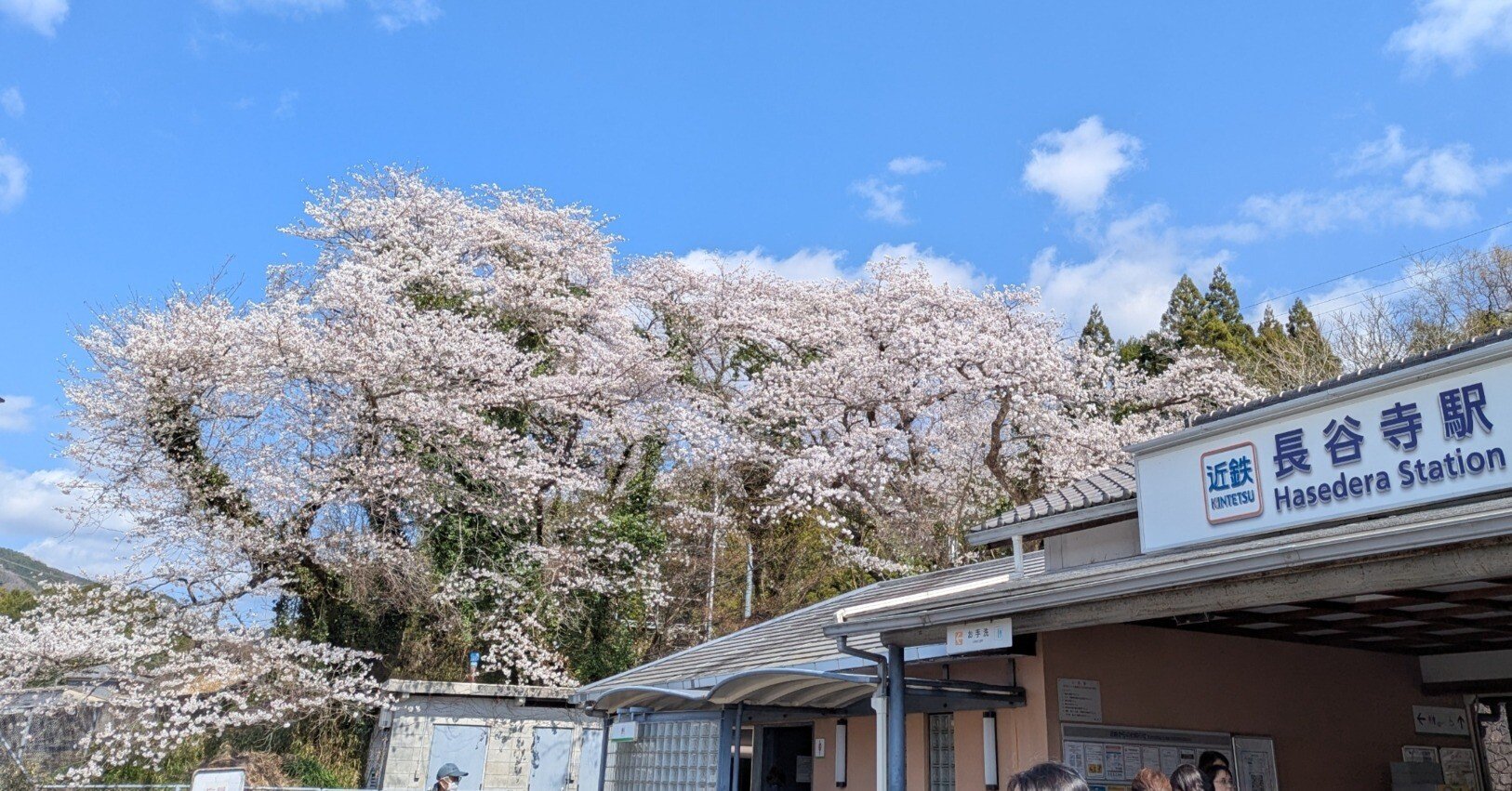 奈良・長谷寺】初瀬の満開さくら旅🌸｜さりー