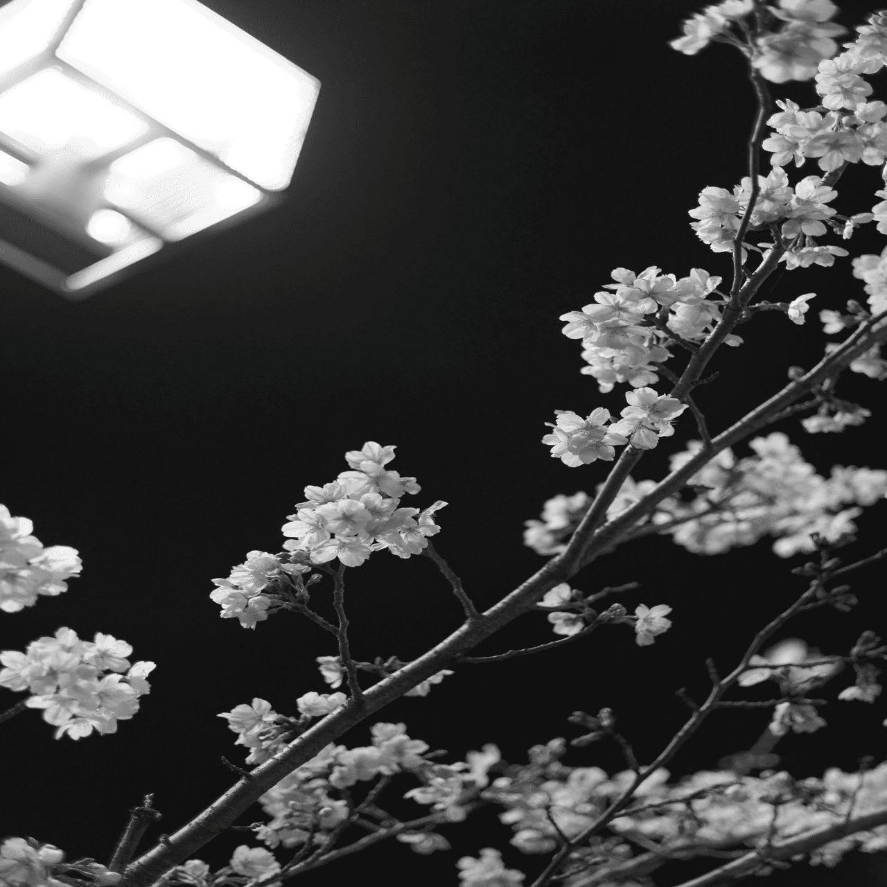 さくら20素子白1黒1 4973766003836-c.jpg