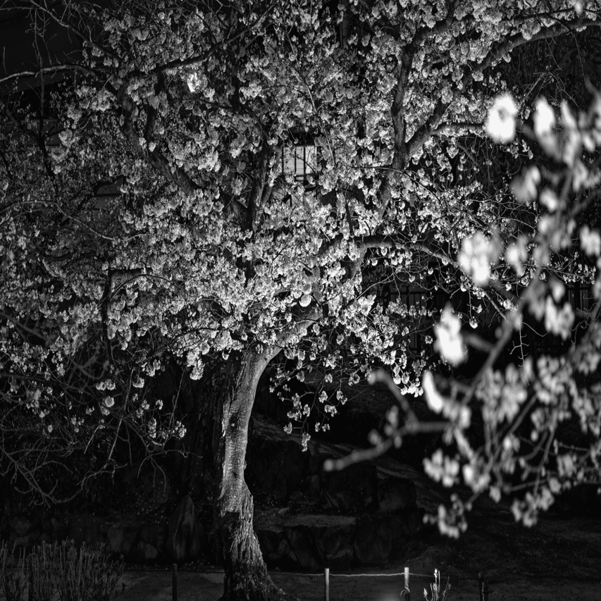 桜は白か桃色か？モノクロで撮る夜桜｜写真日記｜Aki くらし