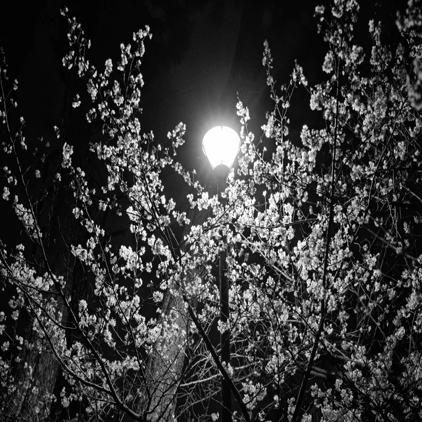 桜は白か桃色か？モノクロで撮る夜桜｜写真日記｜Aki くらし