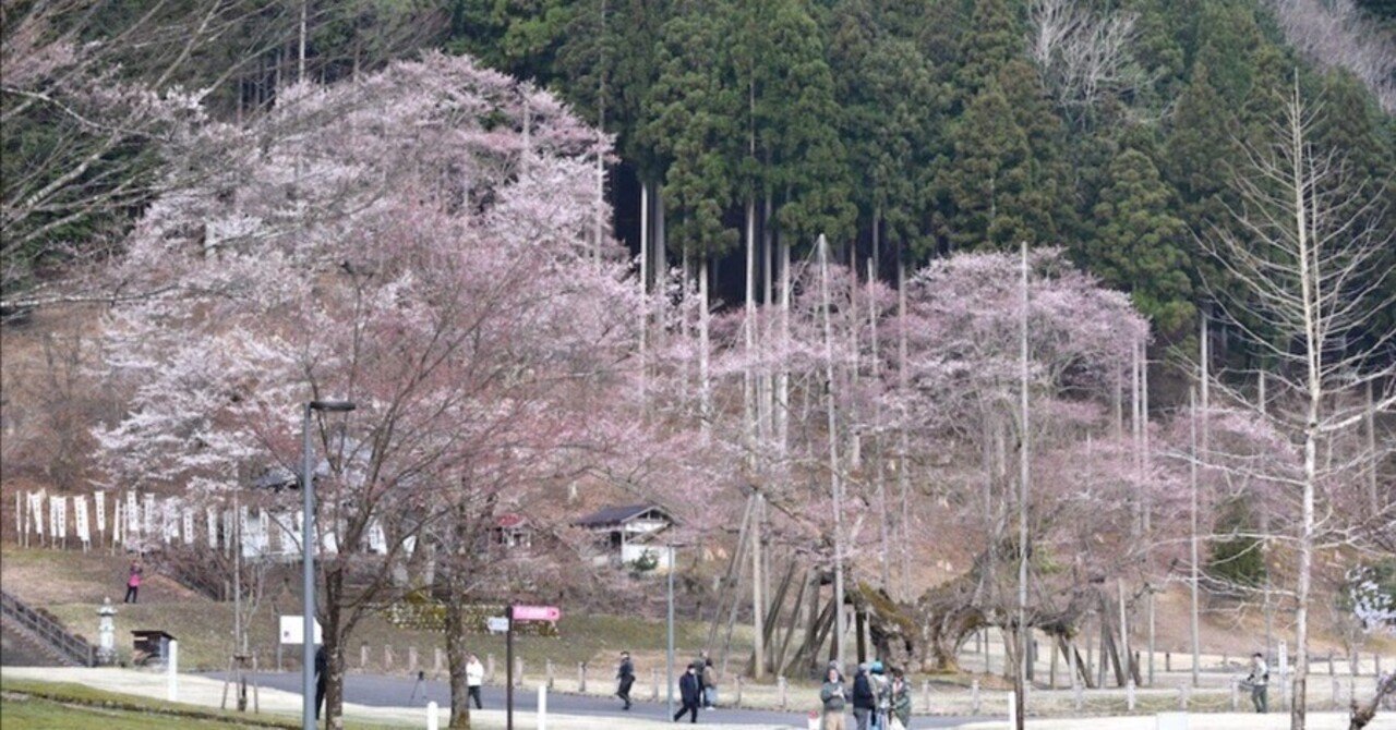 根尾谷淡墨桜2025｜太陽と風と雲の下で。note版！ by zen