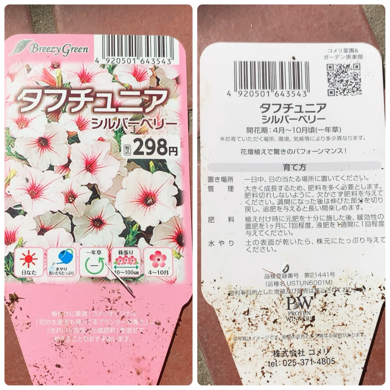 備忘録】タフチュニア、アズーロコンパクト(＋その他もろもろ)｜ごご茶