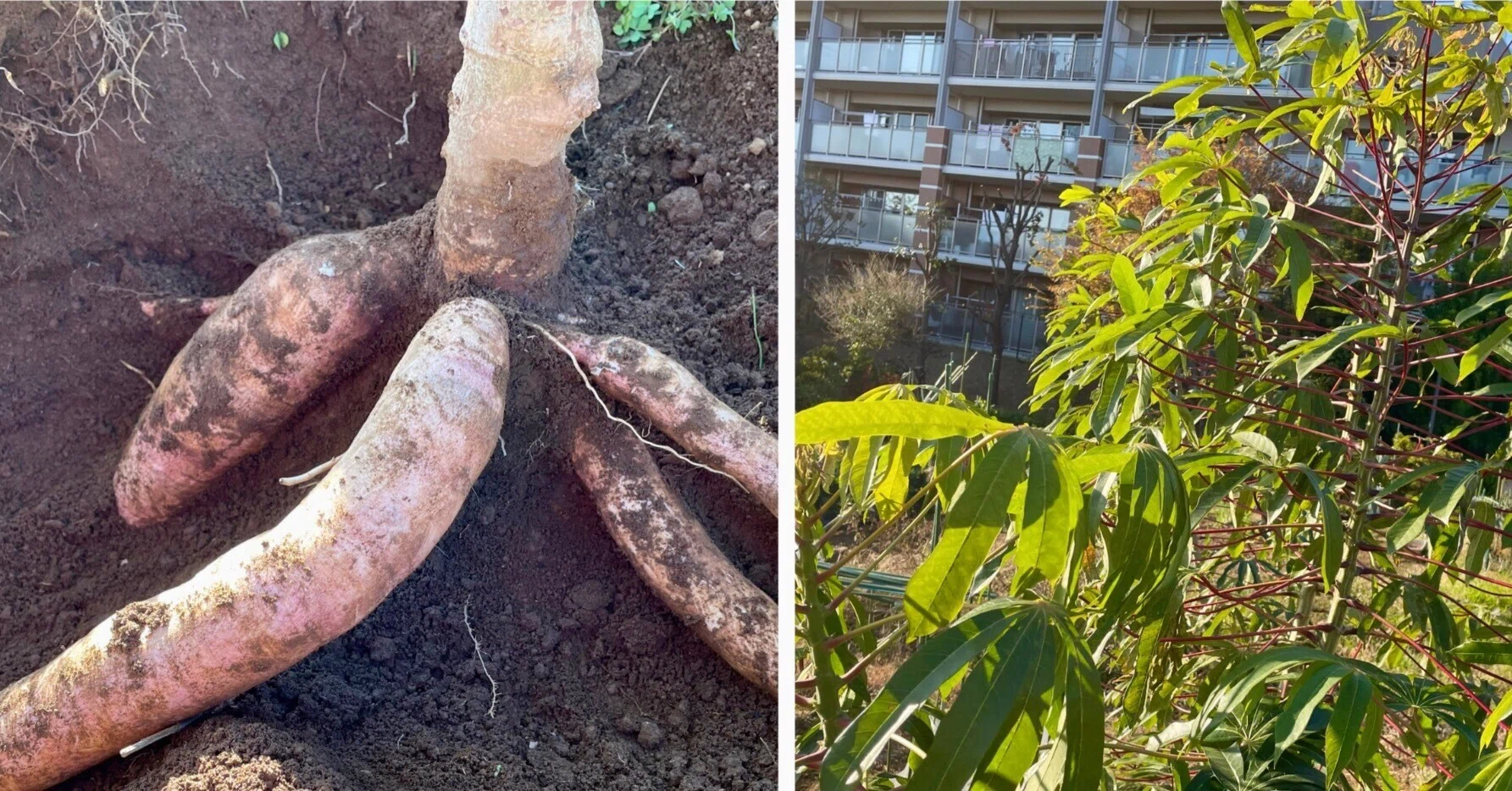 自然栽培キャッサバ芋8キロ 自然栽培キャッサバ芋8キロ 実は本州でも