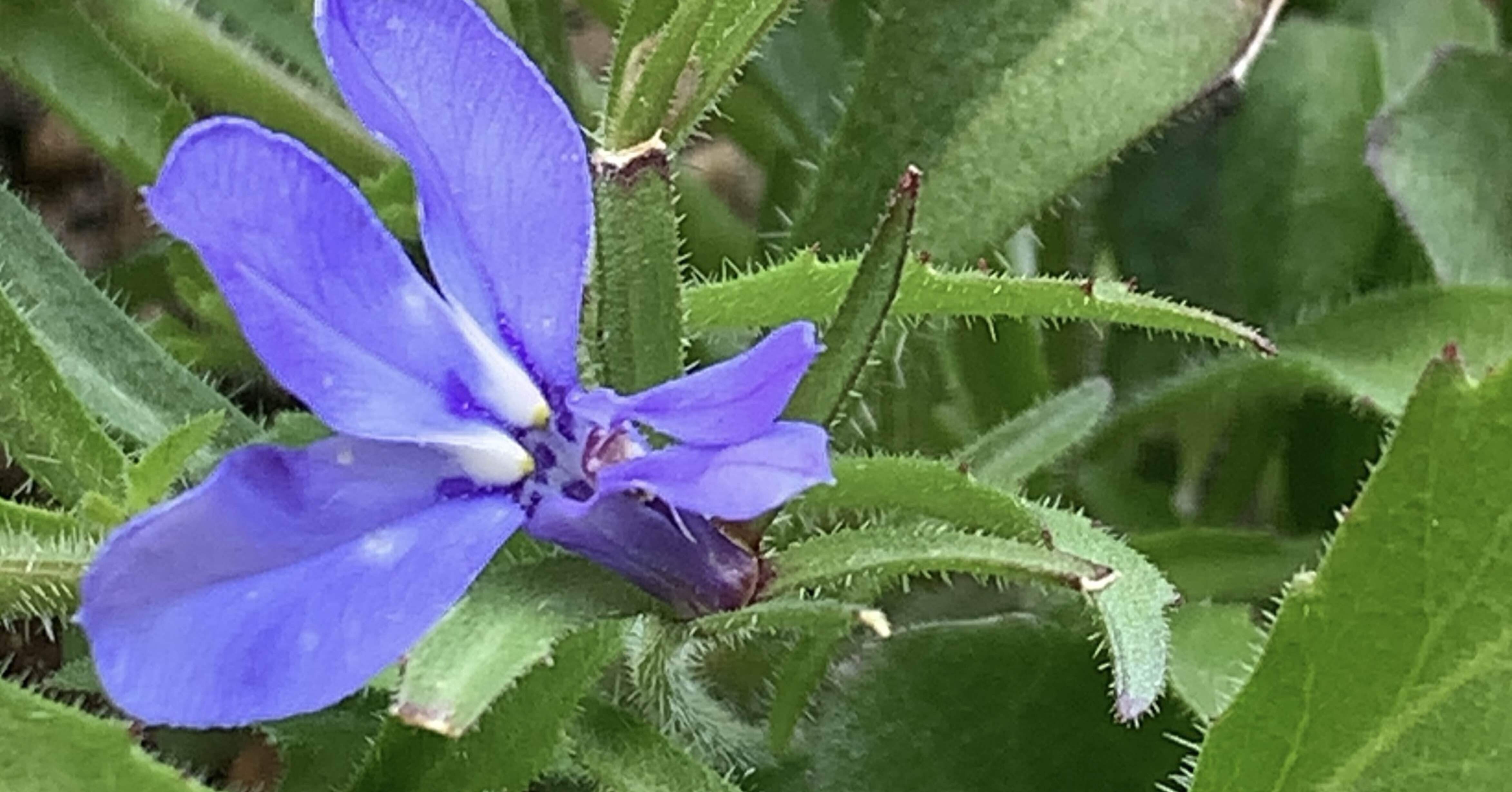 備忘録】タフチュニア、アズーロコンパクト(＋その他もろもろ)｜ごご茶