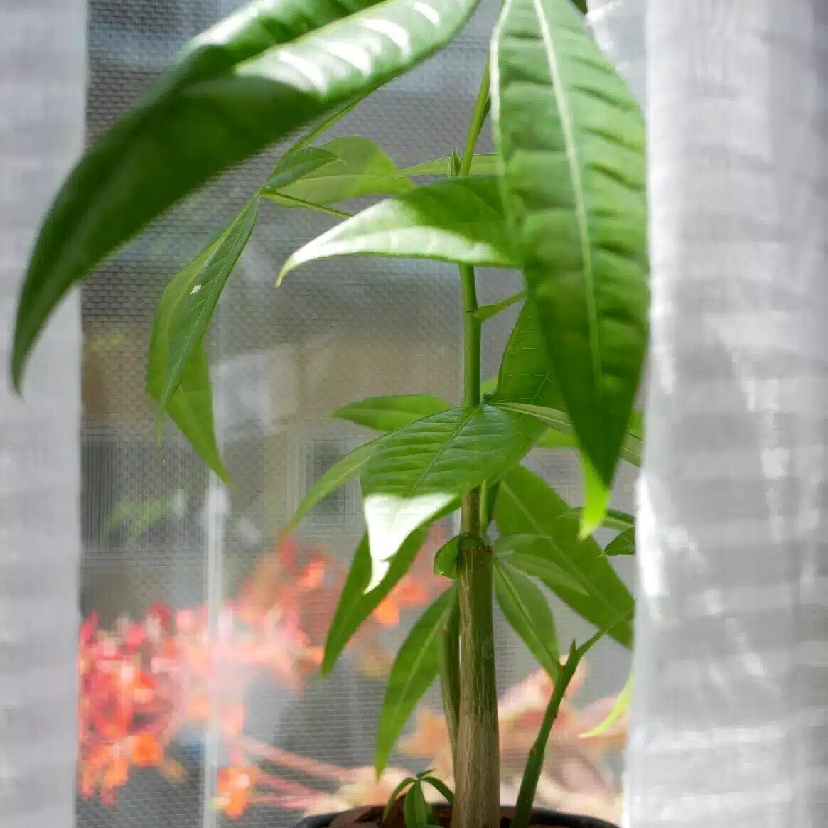 くさかべ