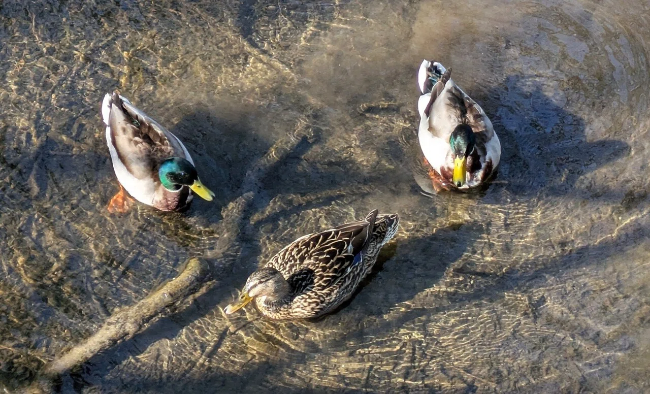 マガモ（mallard）の三角関係。1羽の雌の後を2羽の雄が付いて回る