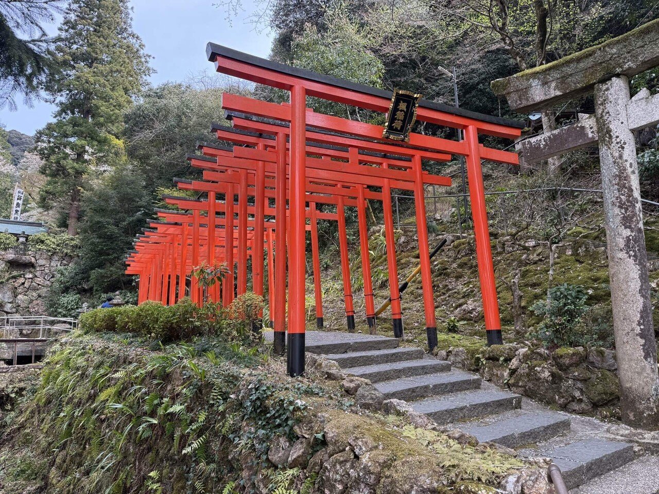 桜のトンネルの向こうにいた、野生のリスとパワーの神様。|Shazzan 桜のトンネルの向こうにいた、野生のリスとパワーの神様。|Shazzan