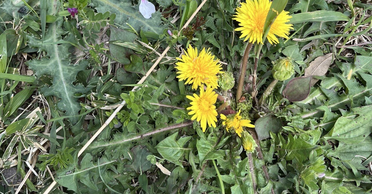 たんぽぽ｜カンナ