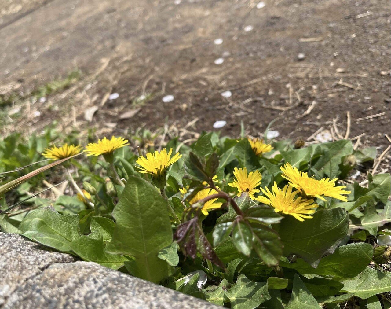 たんぽぽ｜カンナ