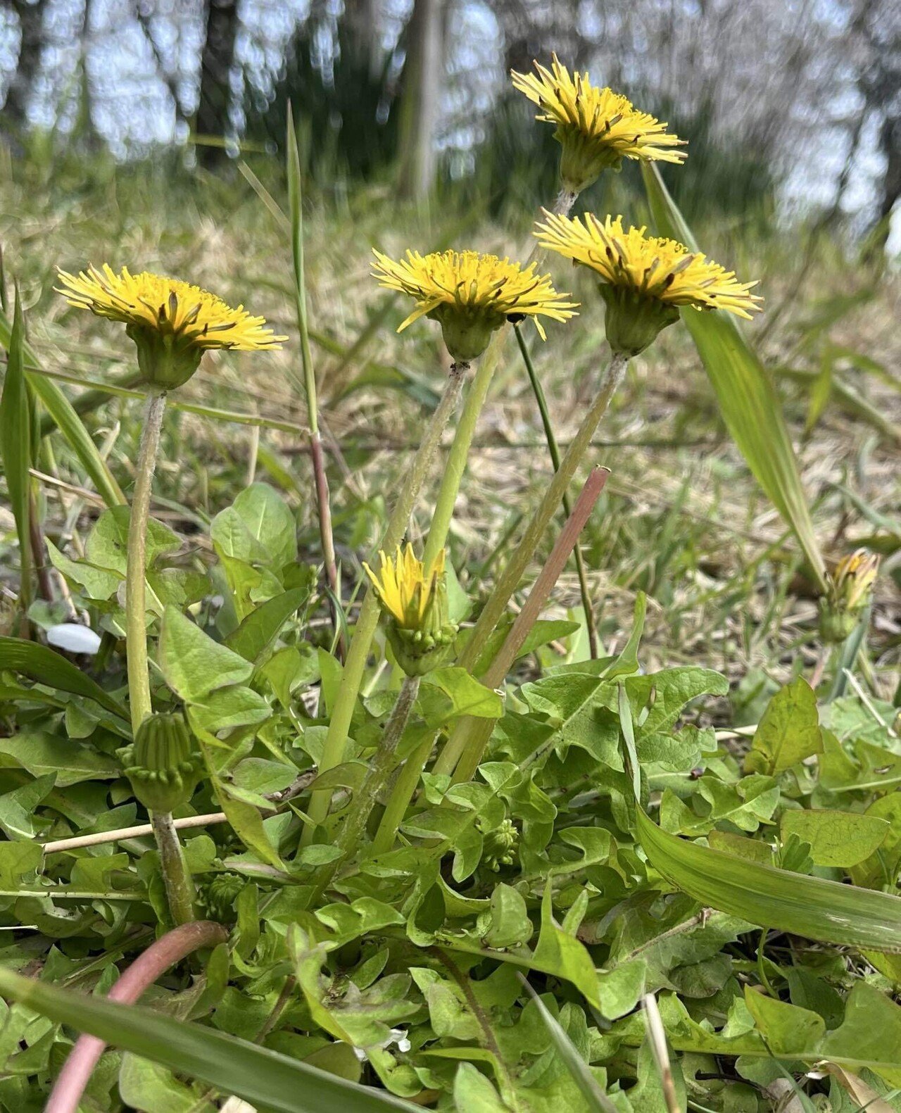 たんぽぽ　 たんぽぽ｜カンナ
