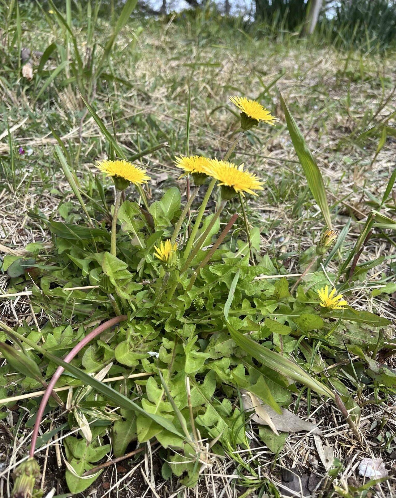 たんぽぽ｜カンナ