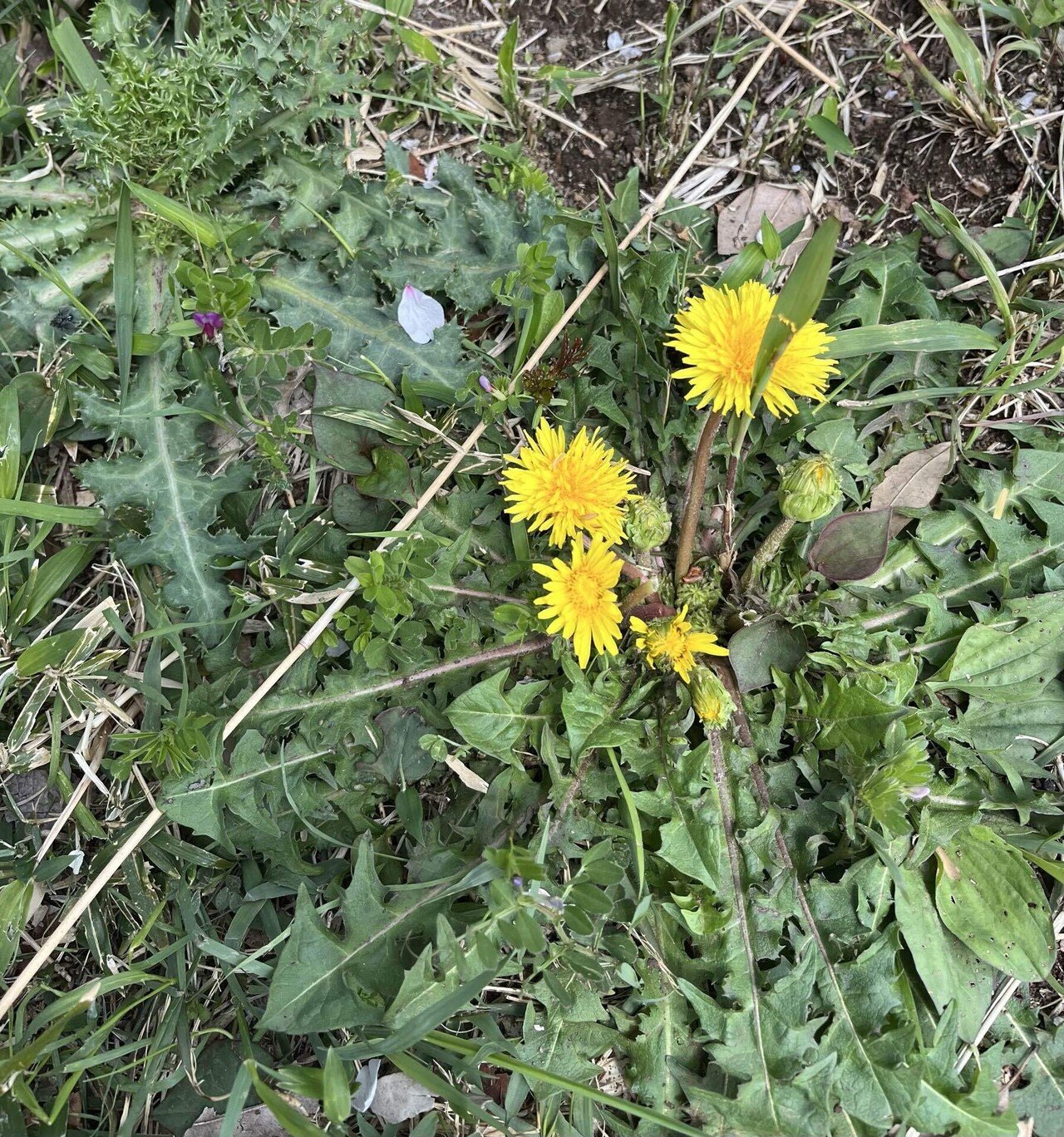 たんぽぽ｜カンナ