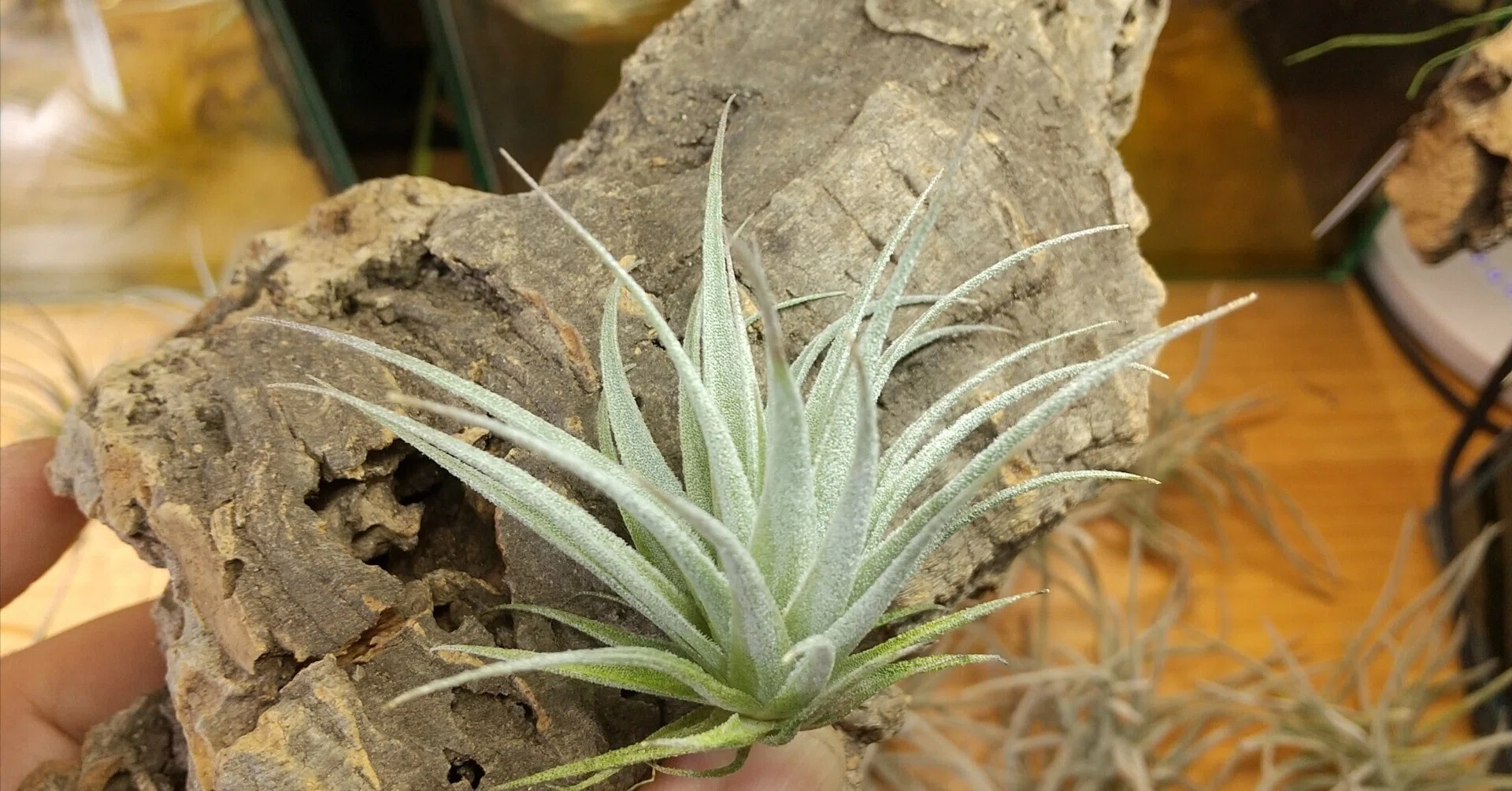 チランジア入荷リスト4/2｜NatureGarden🌿神田