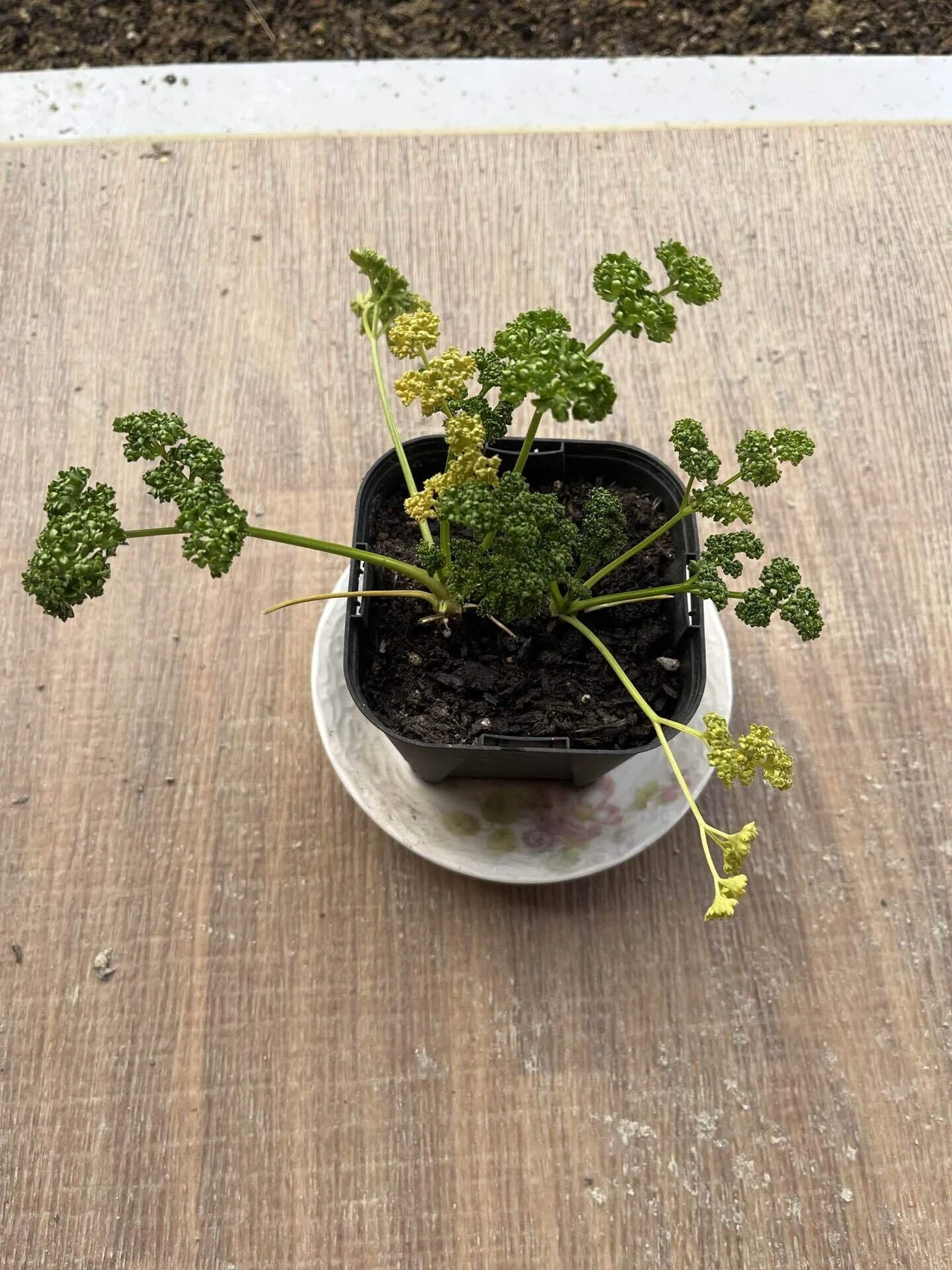 パセリの植え付け🌿｜だっぺ