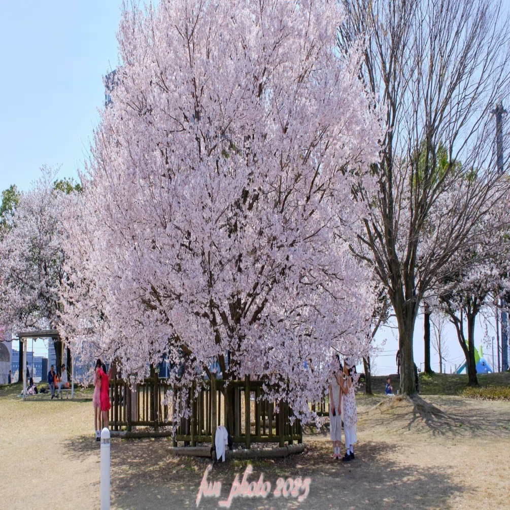 FIJIFILM X-T5 SIGMA18-50mm F2.8 DC DN Contemporary と 桜｜fun_photo