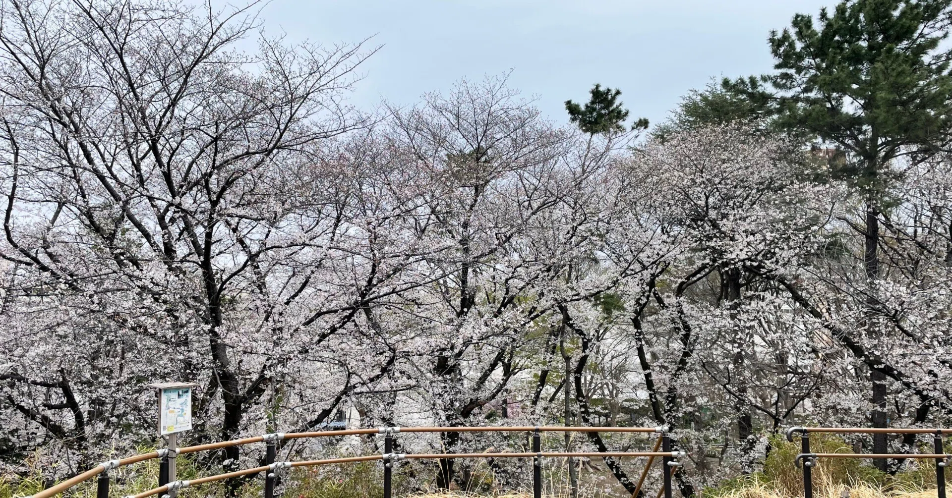 都立戸山公園を桜散歩（大久保地区＆箱根山地区）｜花と日々 yas