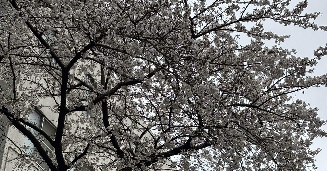 桜吹雪|あやしも 桜吹雪|あやしも