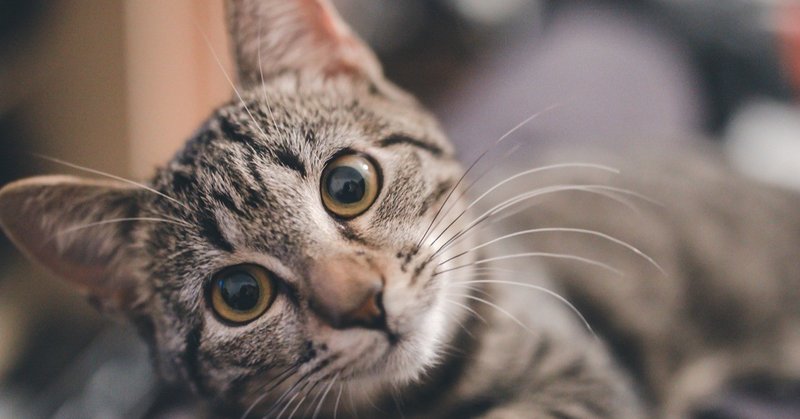猫好きに悪い人はいない を目の当たりにした日 Aya Note