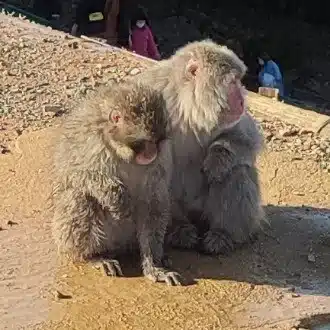 ひうい譚